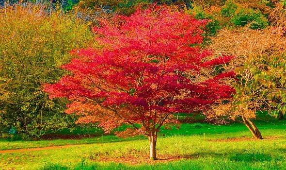 Japanese maples will bloom brilliantly if you avoid 1 common gardening task in autumn