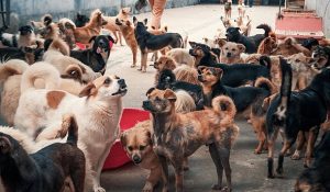 Vet settles debate on 5 best dog breeds with one ‘always devoted to owners’