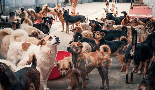 Vet settles debate on 5 best dog breeds with one ‘always devoted to owners’