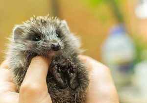 Baby hedgehogs need gardeners to leave one key item to survive this autumn