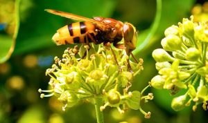 Wasps will not sting you in autumn if you place 3 simple objects around the garden