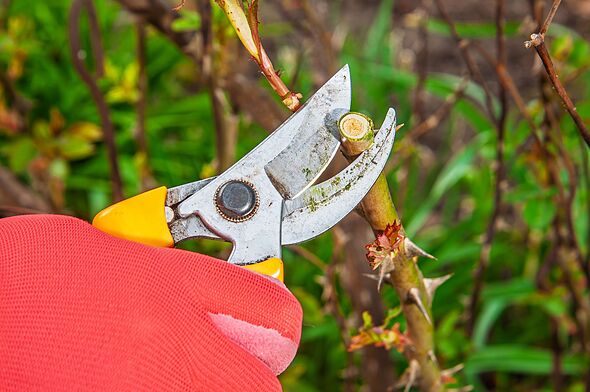 Monty Don and Alan Titchmarsh name the same 1 common plant that must be pruned in October
