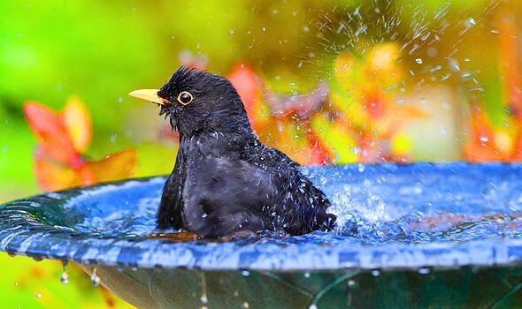 Birdbaths will encourage more birds into a garden if you do a 10-minute task in October