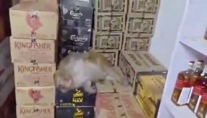 Drunk monkey downs half a bottle of vodka in off-licence before passing out