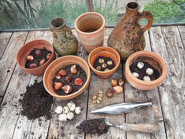 Gardeners urged to do 1 job this weekend for a colourful garden next year