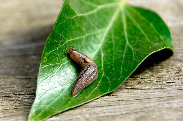 Slugs will avoid gardens if gardeners grow this 1 beautiful plant they hate