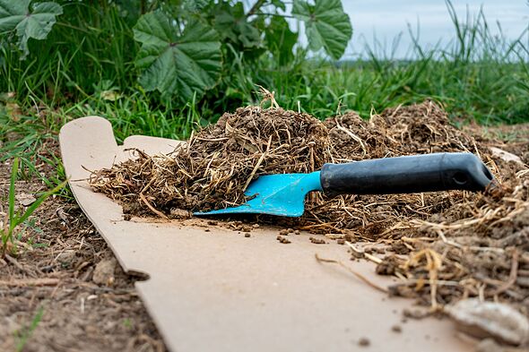 Gardeners urged to put cardboard in their gardens in October