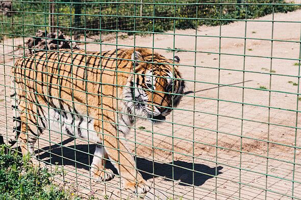 Heartbreaking last moments of man mauled by tiger at Yorkshire Wildlife Park revealed