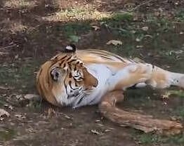 Man mauled by tiger asked tragic question before entering zoo enclosure