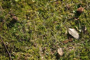 Gardeners warned lawn moss will keep returning if they make common October mistake