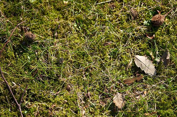 Gardeners warned lawn moss will keep returning if they make common October mistake