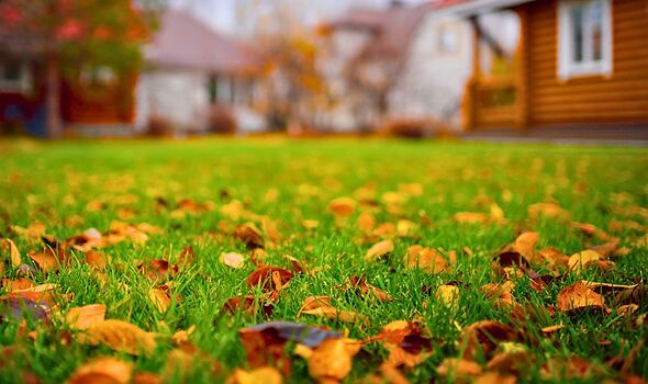 Gardeners urged to remove one natural item on struggling lawns as autumn begins
