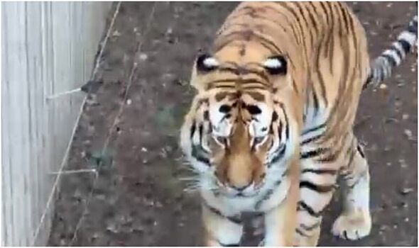 Who is Altai the tiger at Yorkshire Wildlife Park? ‘Calm’ Amur tiger’s life before attack