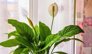 Peace lilies grow shinier leaves and bigger blooms if you add 1 natural item to the soil