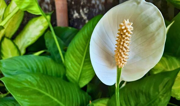 Peace lily plants will be healthier and free of yellow leaves if you do easy 5-minute task