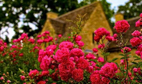 Roses will stay healthy in rainy weather if sprayed with a common kitchen item once a week