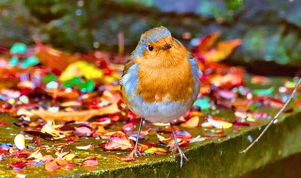 Robins will come into gardens everyday if you ditch leaving out seeds for a better item